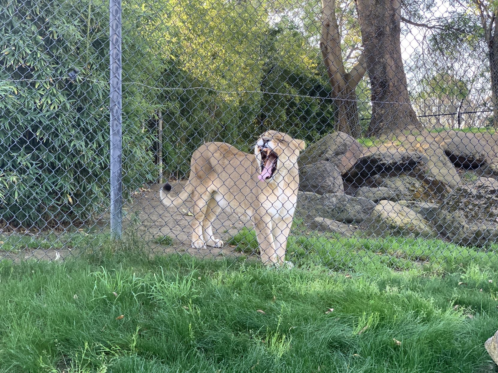 Lion at Six Flags